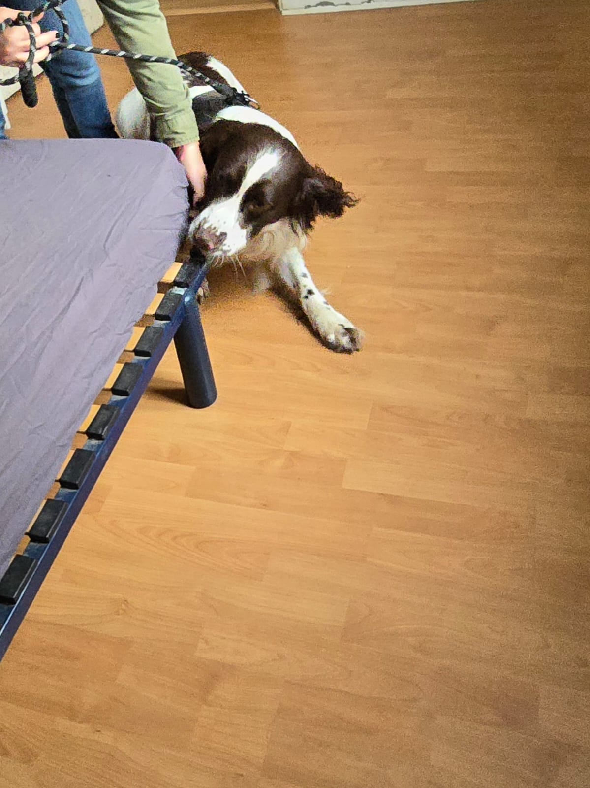 Inspection canine anti-nuisibles 91