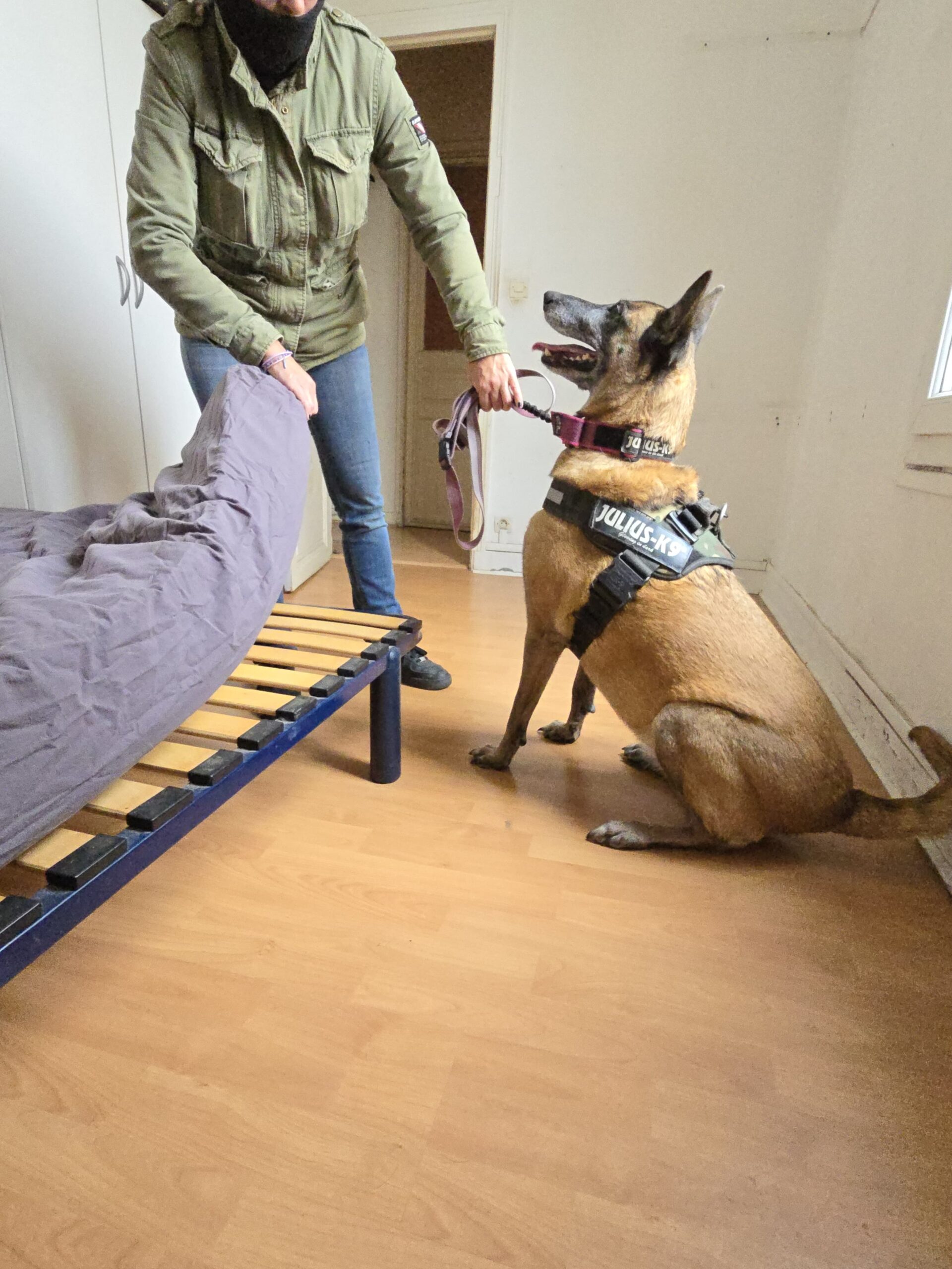 Chien détecteur nuisibles Essonne